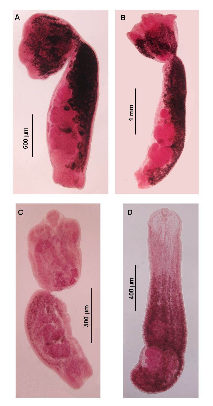A, Strigea falconis brasiliana from Asio clamator. B, Strigea magniova from Tyto alba. C, Australapatemon magnacetabulum from Asio clamator. D, Neodiplostomum travassosi from Athene cunicularia