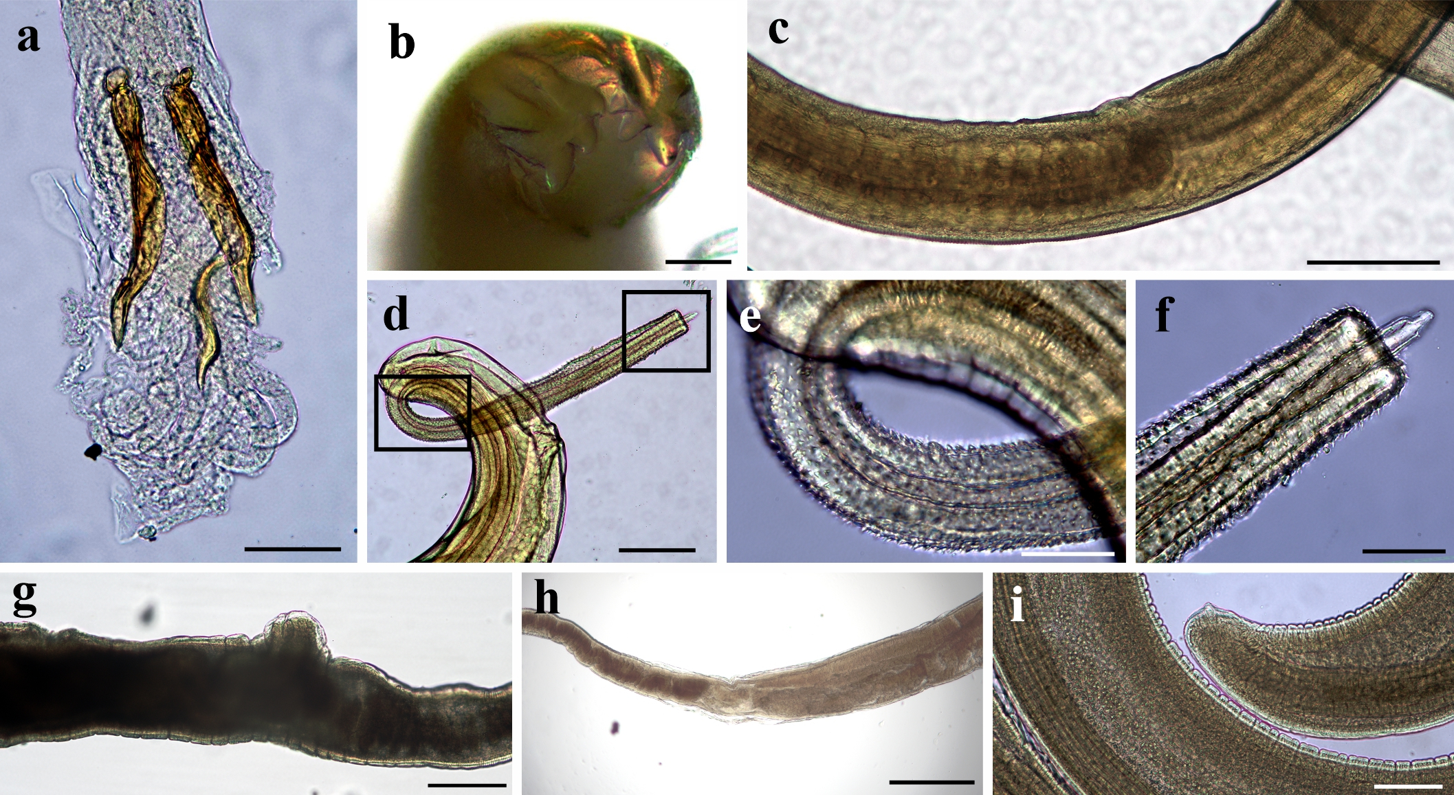 Figura 2 del artículo. Compilación de fotografías de nematodes de octodontoideos de Argentina