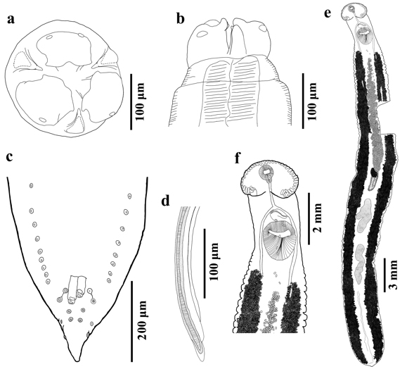 Ilustraciones de Contracaecum rudolphii 