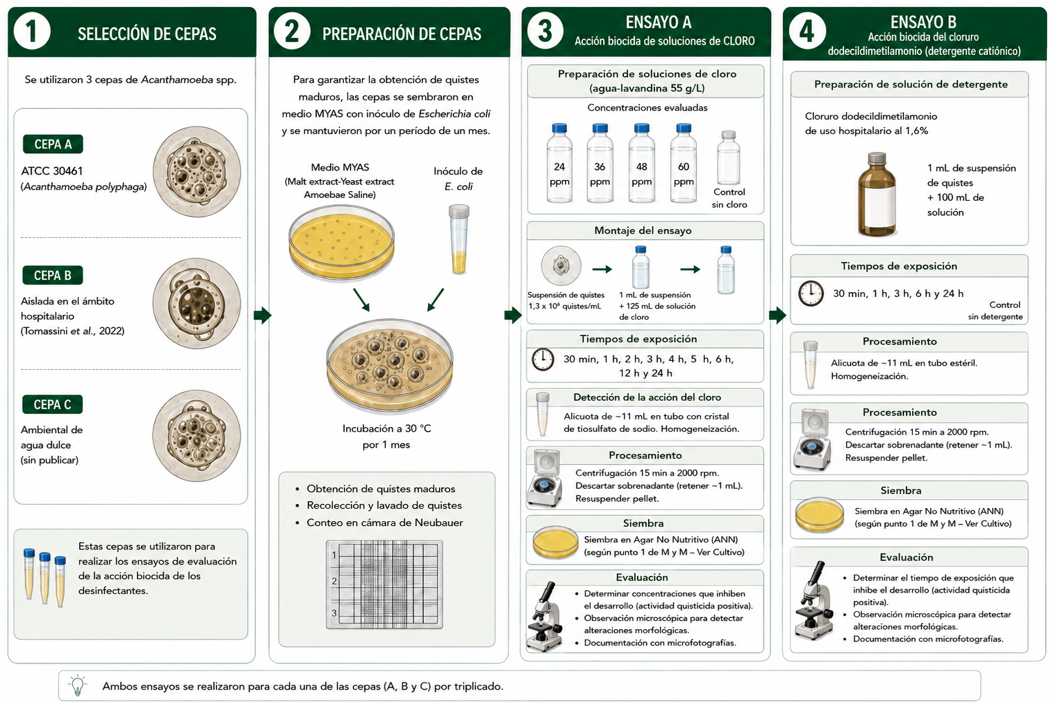 Esquema del diseño experimental