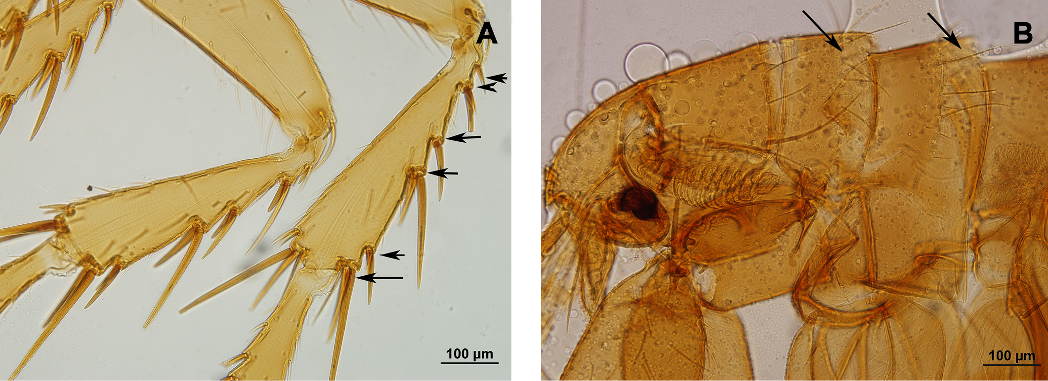   Parapsyllus longicornis, parásita de Spheniscus magellanicus