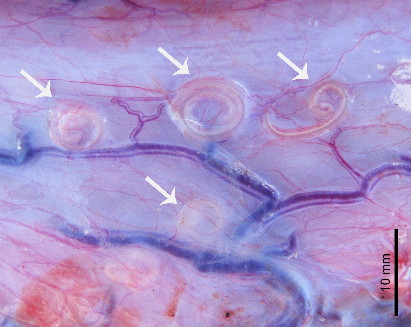 Contracaecum sp. L3 (arrows) encysted in the serosa of the stomach of Eunectes notaeus.