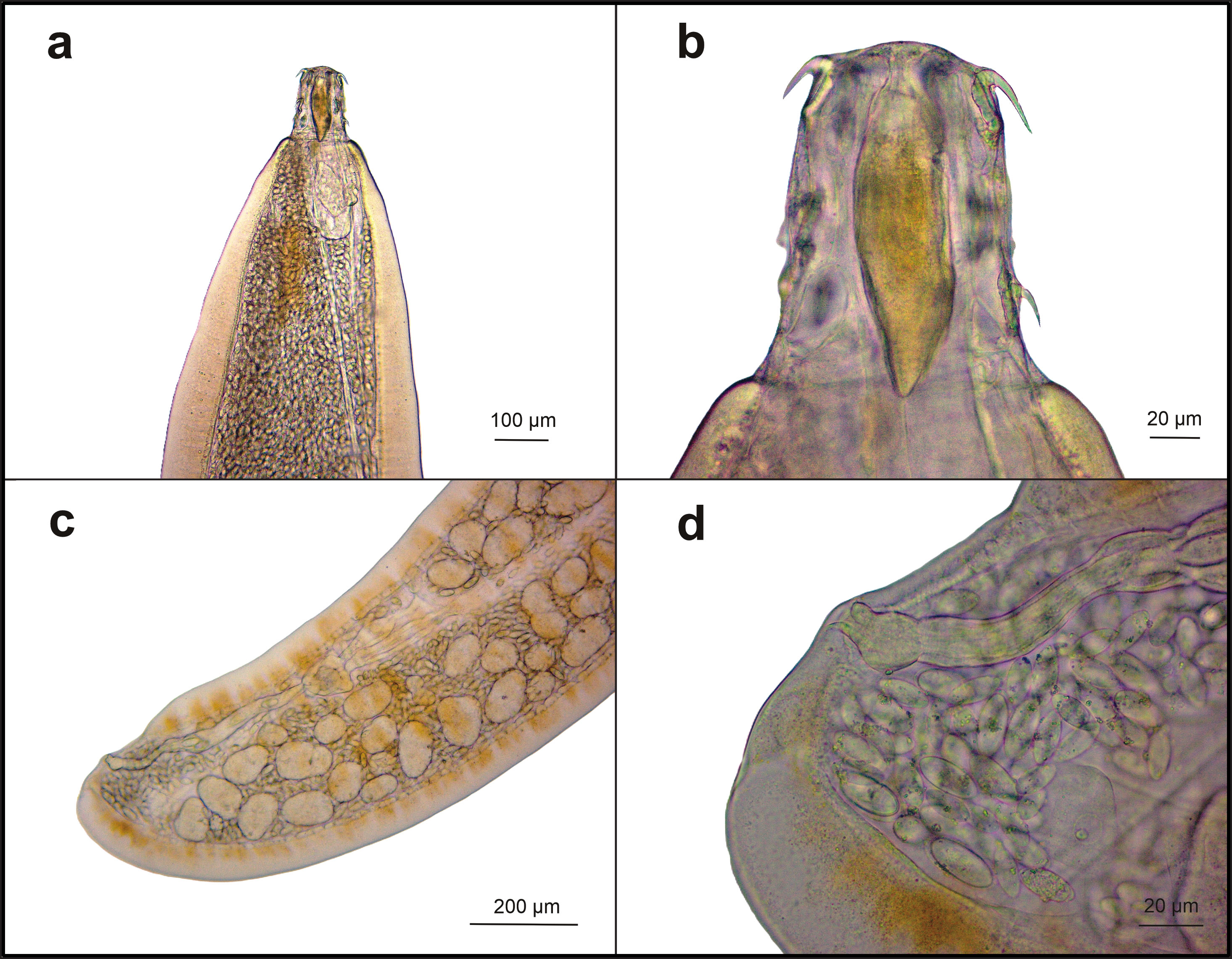 Hembra de Neoechinorhynchus villoldoi obtenida de Hoplisoma paleatum. a) parte anterior del cuerpo, b) detalle de la proboscis, c) parte posterior del cuerpo, d) detalle del extremo posterior.